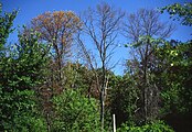 Trees dying of ash yellows phytoplasma