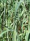 Avena sativa L.jpg