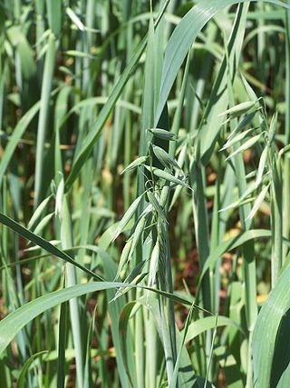 <span class="mw-page-title-main">Oat</span> Cool weather staple grain, animal feed