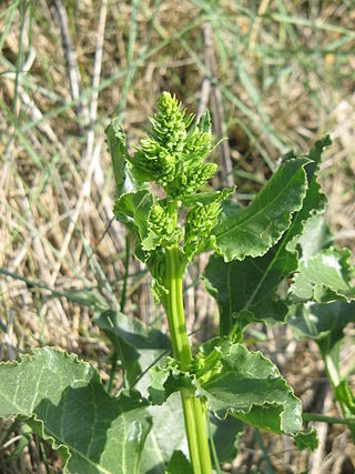 <span class="mw-page-title-main">Sea beet</span> Subspecies of beet (terrestrial)