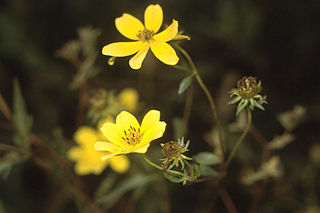 <i>Bidens aristosa</i> Species of flowering plant