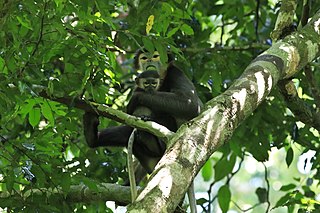 <span class="mw-page-title-main">Black-shanked douc</span> Species of Old World monkey