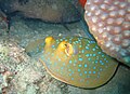 Blåplettet pilrokke (Stingray), fotograferet i havet ved Koh Tao (2006)