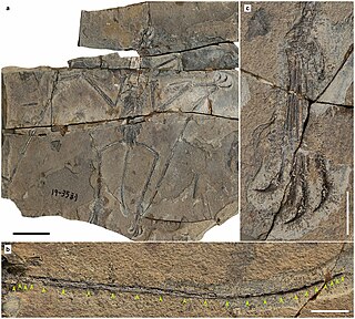 <i>Douzhanopterus</i> Genus of monofenestratan pterosaur from the Late Jurassic