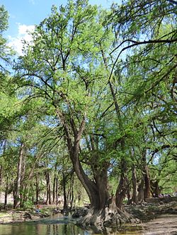 Taxodium mucronatum em El Sabinal, Aguascalientes