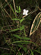 Epilobium amurense