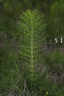 Equisetum telmateia-01-Kaernten-2008-Thomas Huntke.jpg