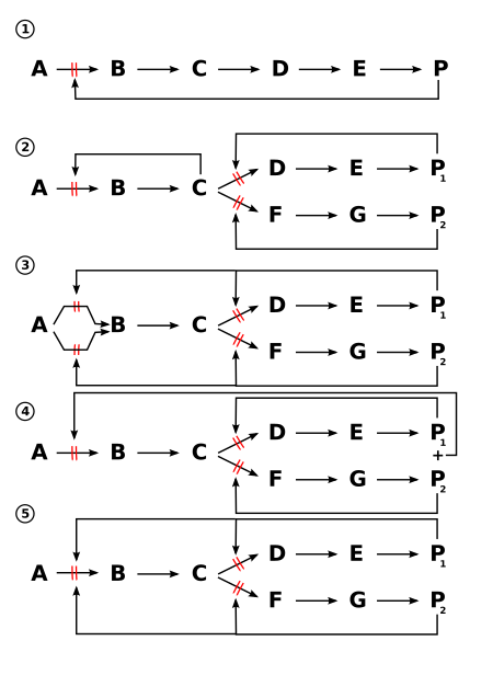 Figure 6: Common feedback inhibition mechanisms.