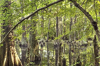 <span class="mw-page-title-main">First Landing State Park</span> State park in Virginia, USA