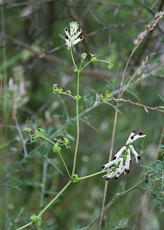 <i>Fumaria flabellata</i> Species of plant