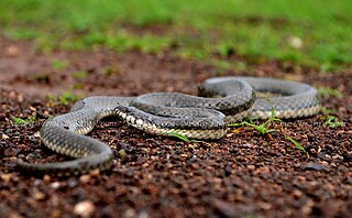 <i>Gerarda prevostiana</i> Species of snake