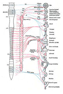 Splanchnic nerves