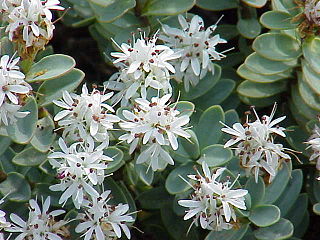 <i>Veronica pinguifolia</i> Species of plant in the genus Veronica