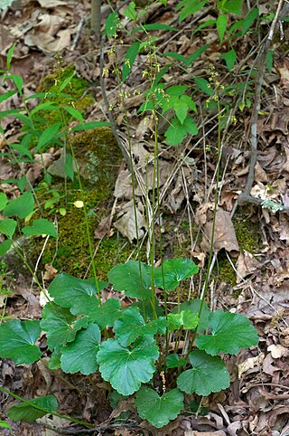 <i>Heuchera americana</i> Species of flowering plant