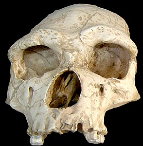 1. estaia: aurre-neandertal goiztiarra, agian Homo erectus (Tautavelko Gizakia, orain 450.000 urte).