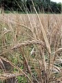 Two rows barley, ripe