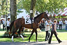 Woman and a man walking saddled race horse in the poddock. The horse is number to and has a racing saddle.