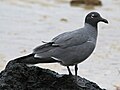 English: Lava Gull Leucophaeus fuliginosus (cat.)