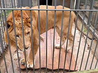 <span class="mw-page-title-main">Liliger</span> Hybrid carnivore