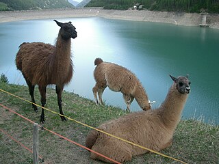 <span class="mw-page-title-main">Llama</span> Species of wooly domesticated mammal