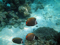 Redtail butterflyfish (Chaetodon collare)