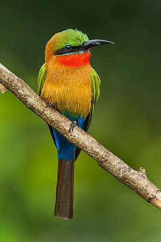 <span class="mw-page-title-main">Oti Valley Faunal Reserve</span>