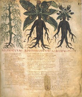 Alruin in een 7e-eeuwse handgeschreven kopie van Dioscorides' De materia medica: de wortel vertoont vaak gelijkenis met een mens