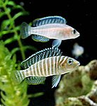 Neolamprologus similis