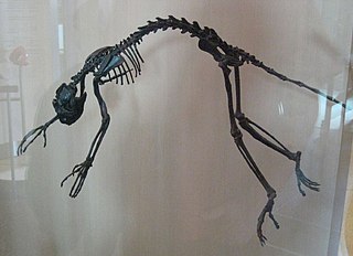 <i>Notharctus tenebrosus</i> Extinct species of mammal