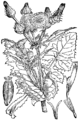 Sonchus oleraceus Navadna škrbinka plate 271 in: Martin Cilenšek: Naše škodljive rastline Celovec (1892)