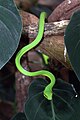 O. fulgidus in Cahuita, Limón, Costa Rica.