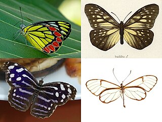 <span class="mw-page-title-main">Papilionoidea</span> Superfamily of butterflies