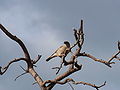 Graukopfsperling Grey-headed Sparrow