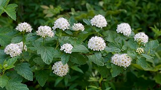 <i>Physocarpus</i> Genus of flowering plants