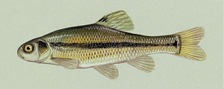 <span class="mw-page-title-main">Fathead minnow</span> Species of fish