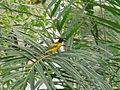 Dorfweber Village Weaver