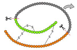 Image illustrative de l’article Insuline