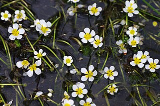 <i>Ranunculus trichophyllus</i> Species of flowering plant