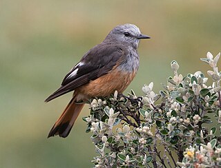 <i>Cnemarchus</i> Genus of birds