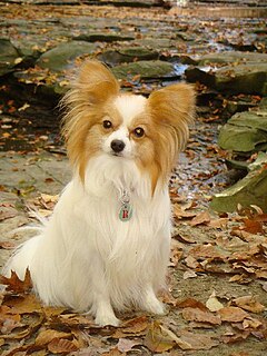 Papillon dog Dog breed