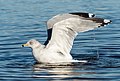 Image 59Ring-billed gull preening/bathing in Marine Park, Brooklyn