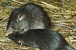 لاتینجه: Rattus rattus