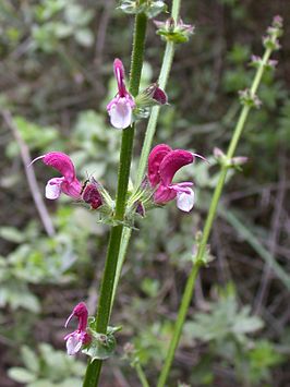 Salvia hierosolymitana