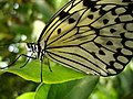 'n Witjiesoort afgeneem in Butterfly World, Stellenbosch, Suid-Afrika