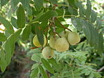 Sorbus domestica: бишмеген кёгетлери бла чапыракълары