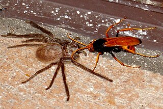 <span class="mw-page-title-main">Spider wasp</span> Family of wasps