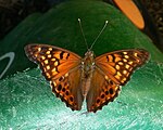 Asterocampa clyton (tawny emperor)Adult, dorsal view.