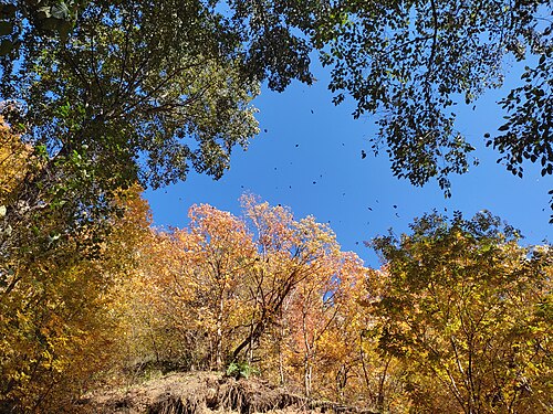 Trees around Takdam Waterfall in Masalli District. Photograph: Interfase