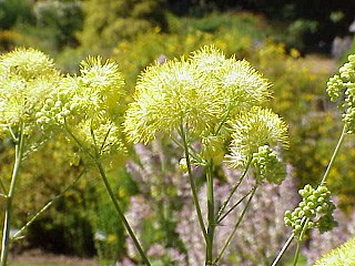 <i>Thalictrum flavum</i> Species of flowering plant