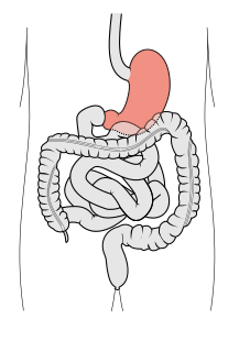 Stomach Digestive organ